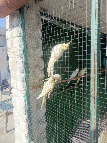 parrots for sale