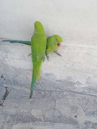Grean perrot pair breader sell