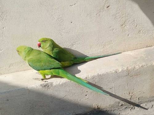 Grean perrot pair breader sell