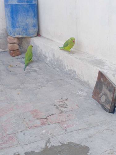 Grean perrot pair breader sell