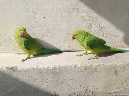 Grean perrot pair breader sell