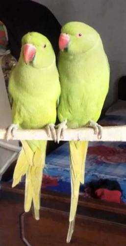 Grean perrot pair breader sell