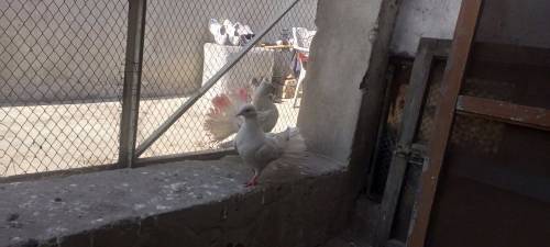Lucka pigeon pair 
