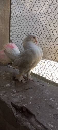 Lucka pigeon pair 