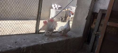Lucka pigeon pair 
