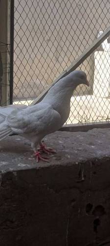 Lucka pigeon pair 