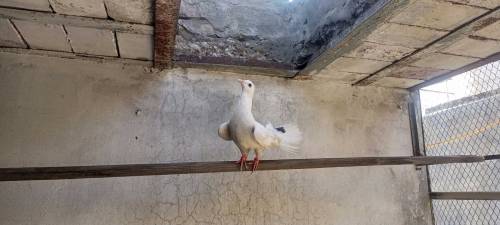 Lucka pigeon pair 