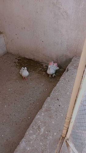 Lucka pigeon pair 