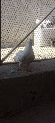 Lucka pigeon pair 