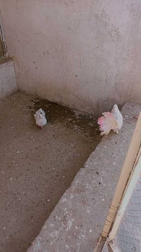 Lucka pigeon pair 
