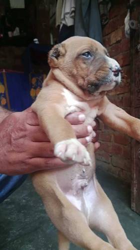bully dog ashii breed fighter dog 03074367867