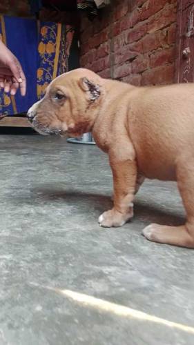 bully dog ashii breed fighter dog 03074367867