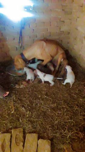 bully dog ashii breed fighter dog 03074367867