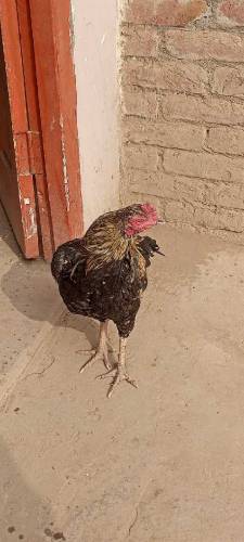 Best quality Pure Aseel murga 
