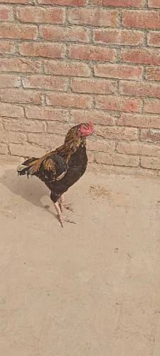 Best quality Pure Aseel murga 