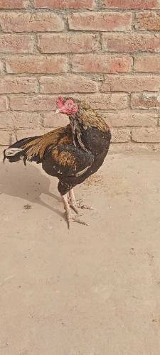 Best quality Pure Aseel murga 