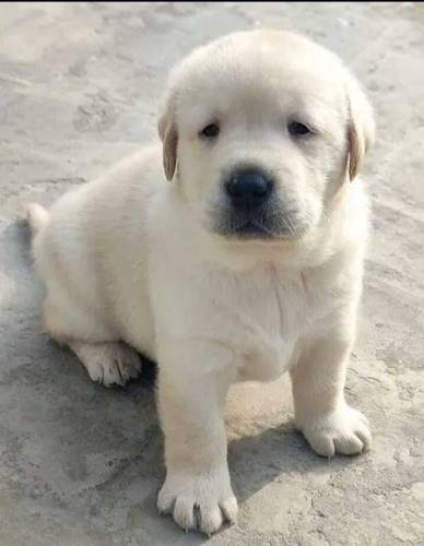Fawn Labrador male