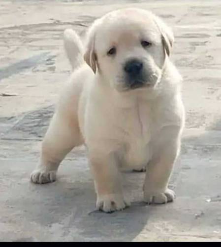 Fawn Labrador male