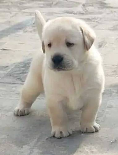 Fawn Labrador male