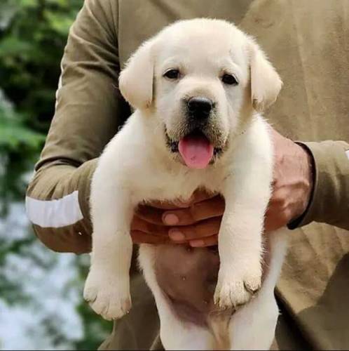 Fawn Labrador male