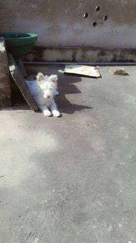 Russian dog puppies for sale