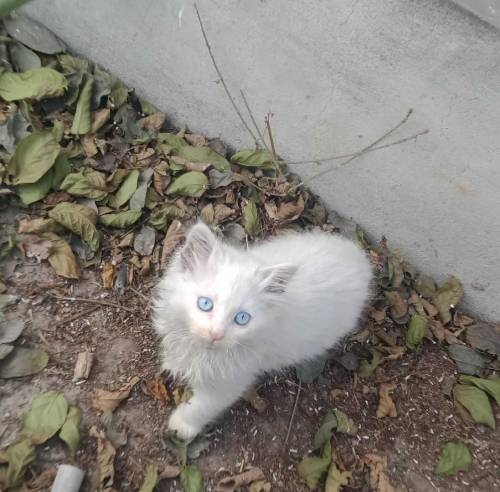 healthy active Persian cat