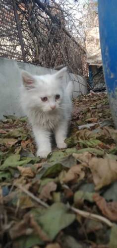 healthy active Persian cat