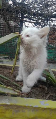 healthy active Persian cat