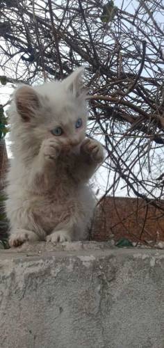 healthy active Persian cat