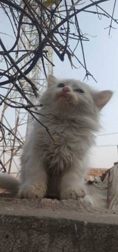 healthy active Persian cat