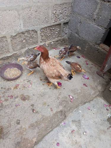 Pure Fesi hen & 6 chicks 