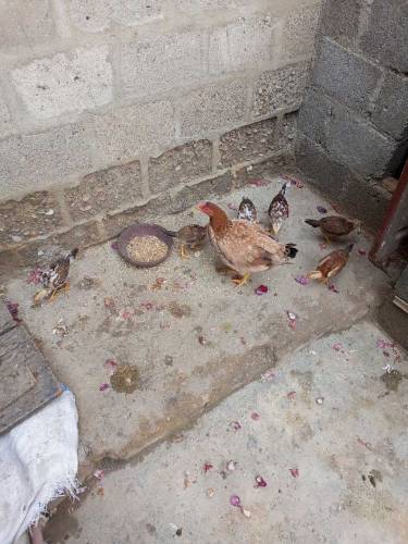 Pure Fesi hen & 6 chicks 