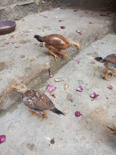 Pure Fesi hen & 6 chicks 