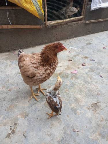 Pure Fesi hen & 6 chicks 