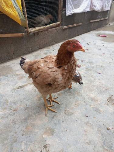 Pure Fesi hen & 6 chicks 