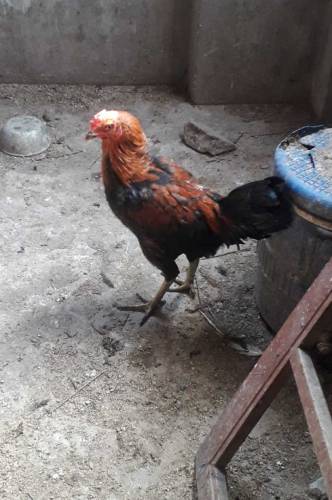 VERY BEAUTIFUL RED AND BLACK MURGA