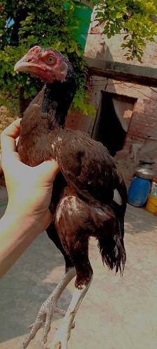 pure aseel fighter patha 