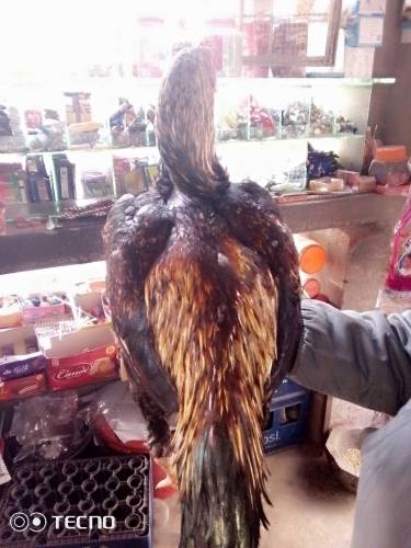 مر غا