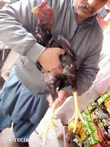 مر غا