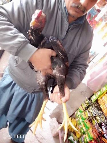 مر غا