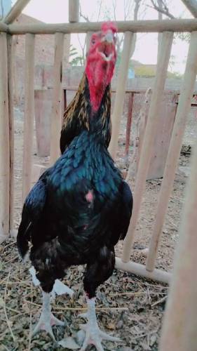 Thai aseel