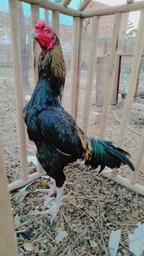 Thai aseel