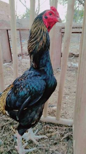 Thai aseel