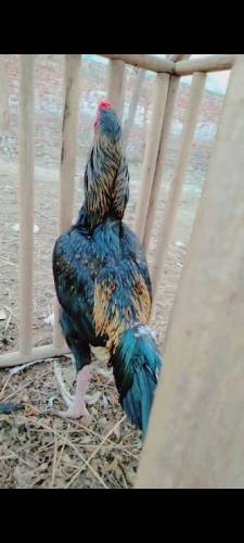 Thai aseel