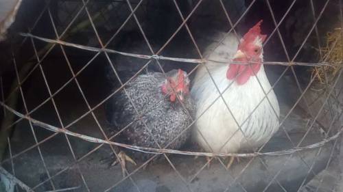 Fancy Hen