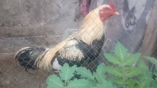 Fancy Hen