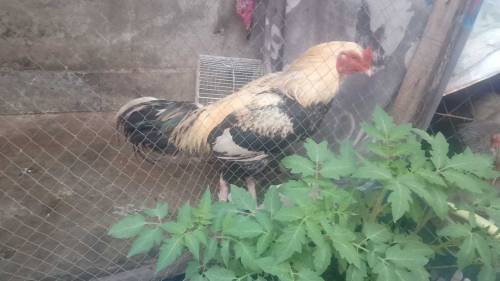 Fancy Hen
