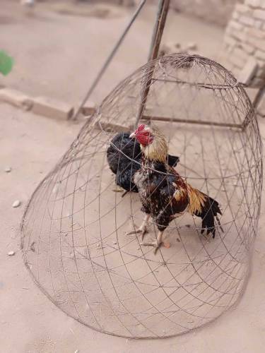 Aseel pair for sale 
