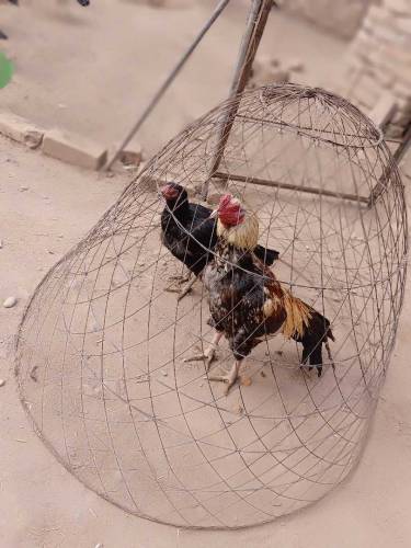 Aseel pair for sale 