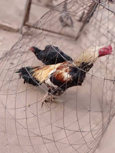 Aseel pair for sale 